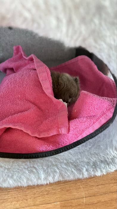 Британская вислоухая кошка