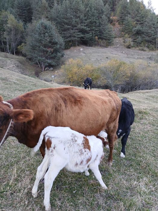 Продавам крави..