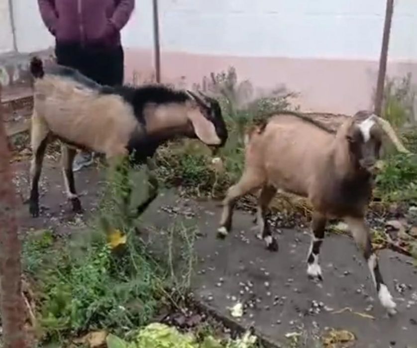 Caprita anglonubian de 8 luni montata