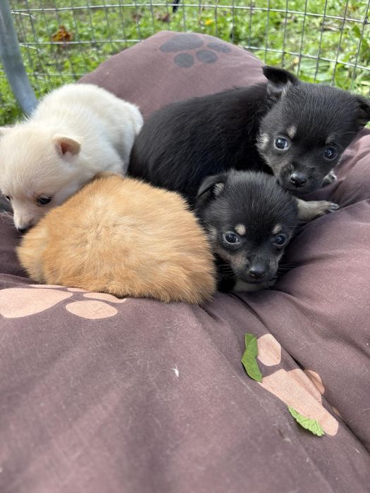 Чихуахуа пинчер мини