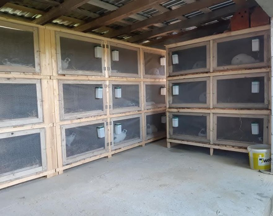 Custi Iepuri 1m pe un 1m 65 h