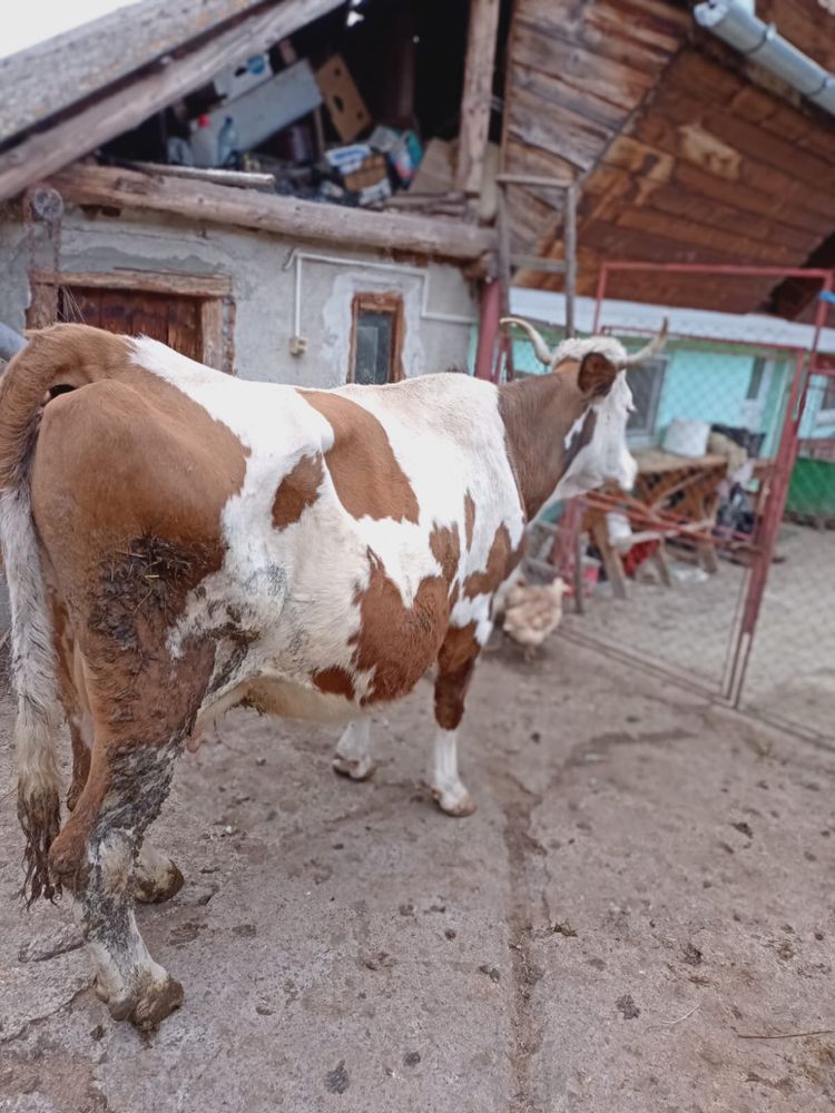 Vand vaca buna de lapte