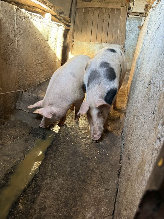 Vand vaca 1 an pret negociabil