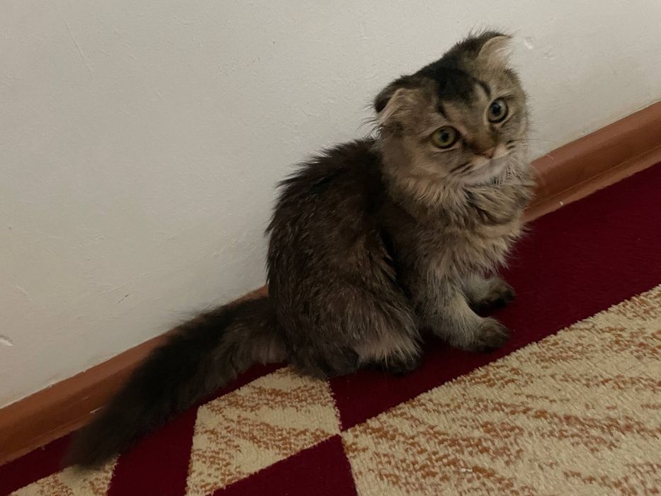 Скоттиш фолд мушуги сотилади