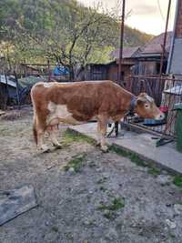 De vânzare vacă cu vițel belgian