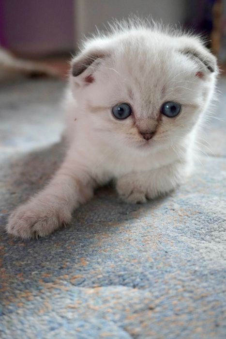 Шотландски и британски котки