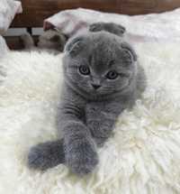 Scottish fold si staght  cu acte