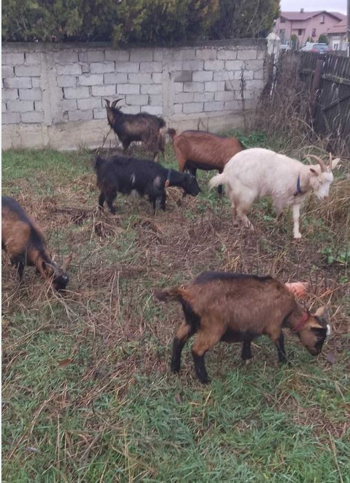 5 capre și un țap