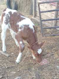 Vând vițică albastru belgian