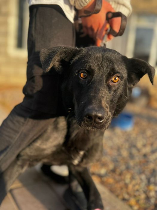 Годовалый пёс Леха