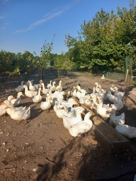 Vând rațe si Gâste