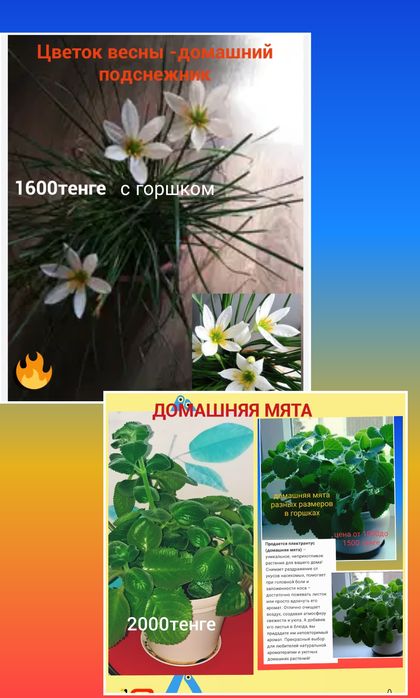 Комнатные ,красивые домашние цветы