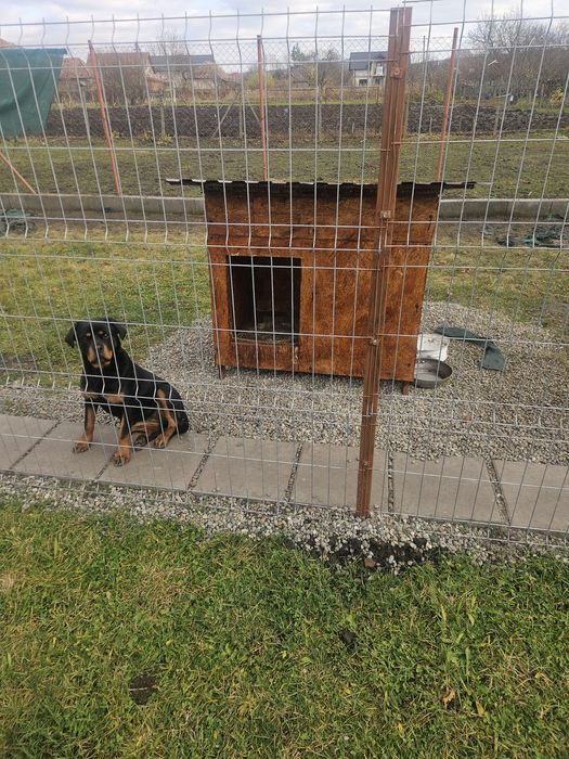 Tarc, cusca, kennel ,poarta de gradina din structura metalica si osb