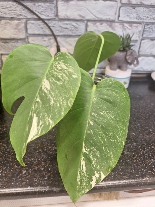 Монстера Альба черенки укорененные