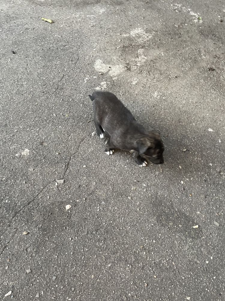 Donez catelusi 2 fetite si 1 baietel