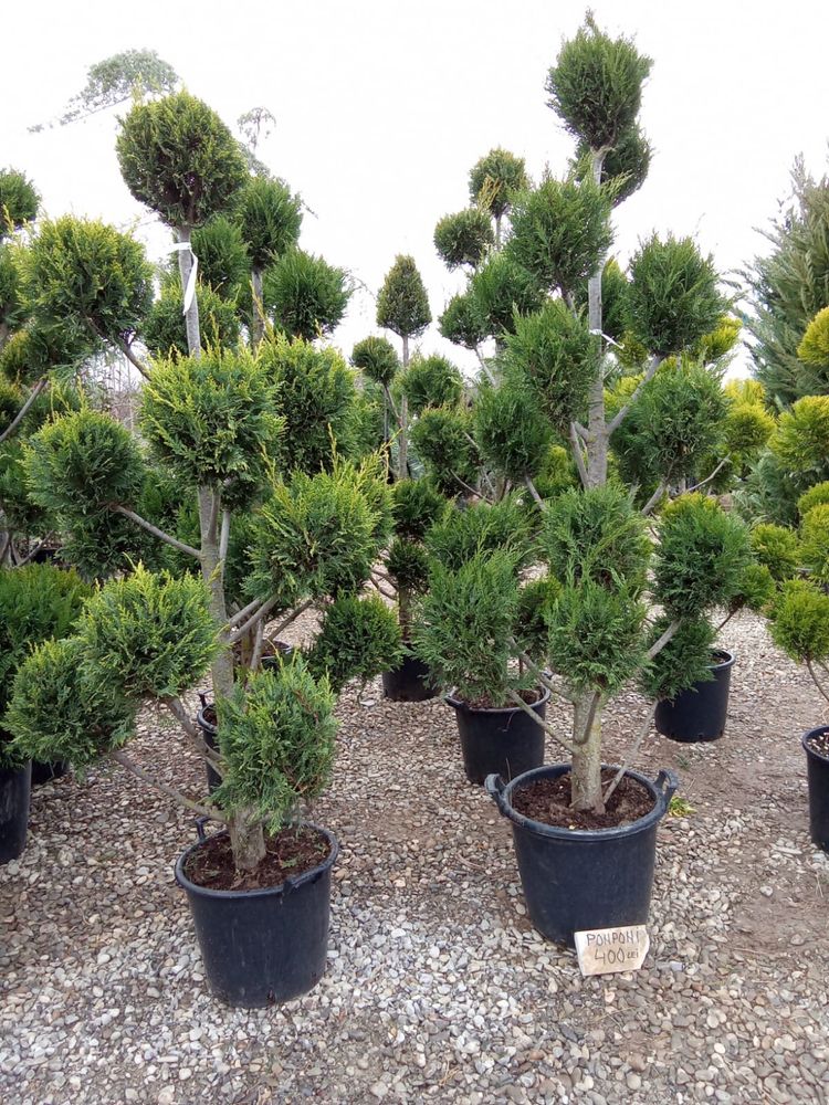 Garden Devis | Plante Ornamentale