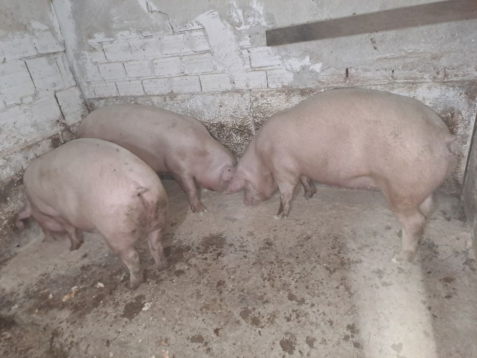 Домашни прасета.