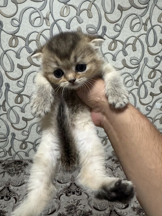Seribirsti shinshila 2oyli qiz