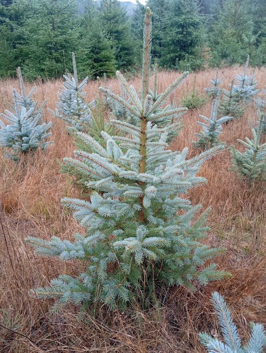 Живи Коледни ЕЛХИ