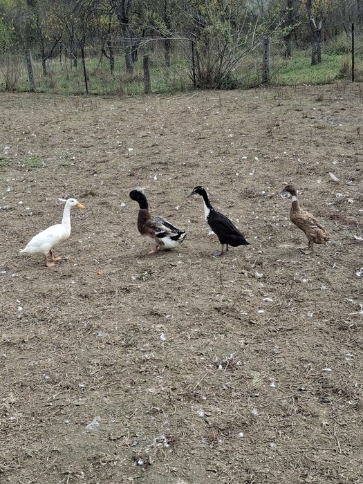 Rate indiene și romanesti