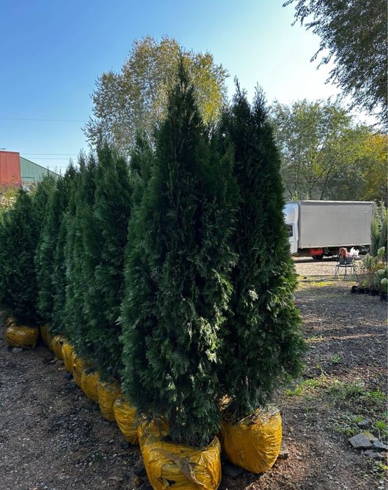 Саженцы көшет барлығы бар