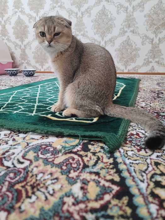 Parodali mushuk ismi Tomyy oyinqaroq orgatilgan