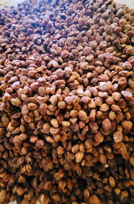 Табиий витамин уриклар