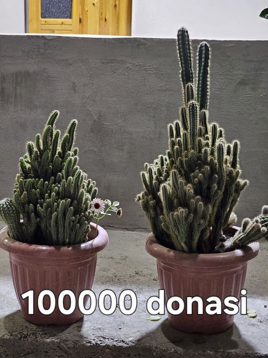 Kaktus gullar sotiladi