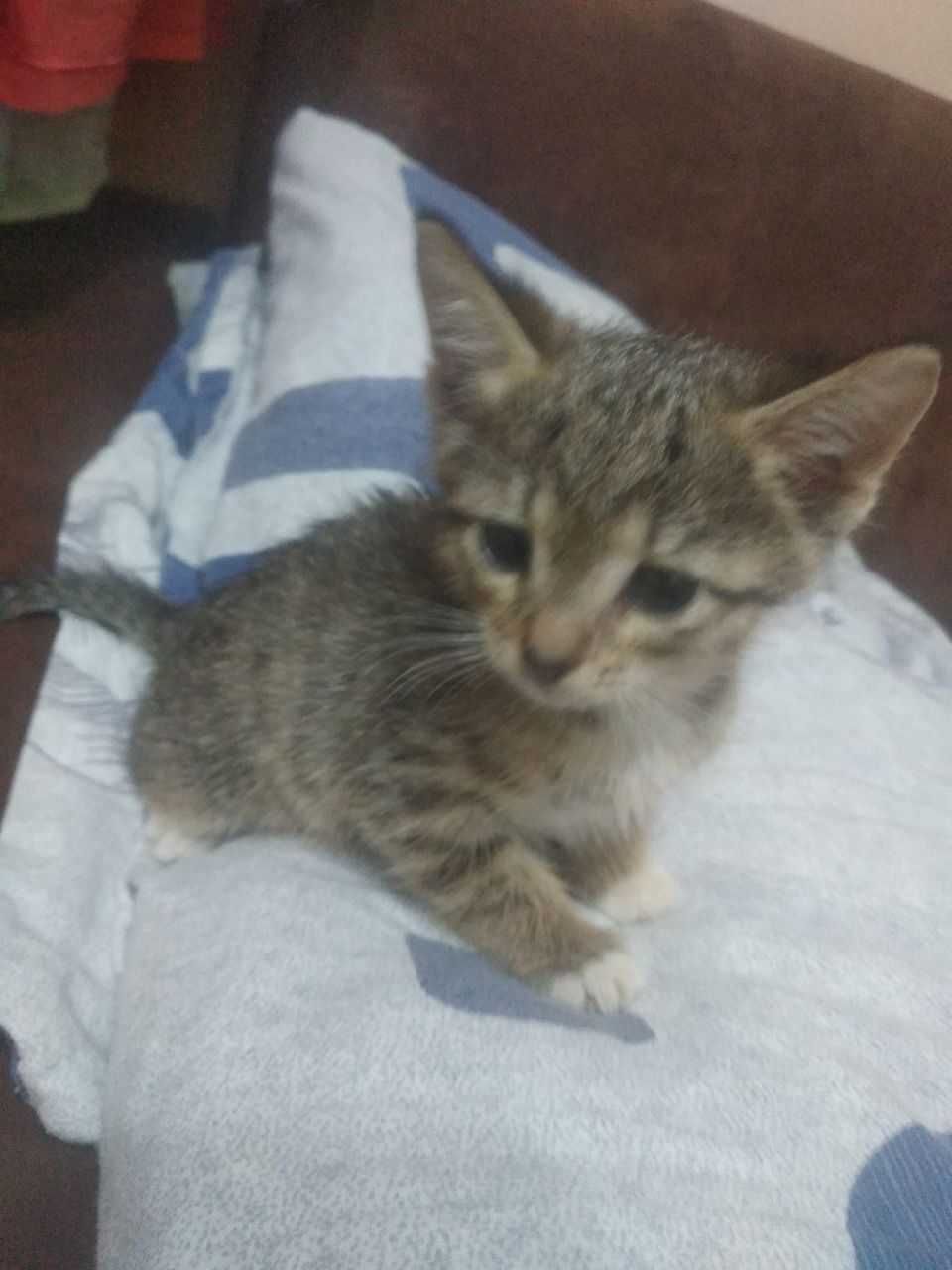 Отдам в добрые руки котят