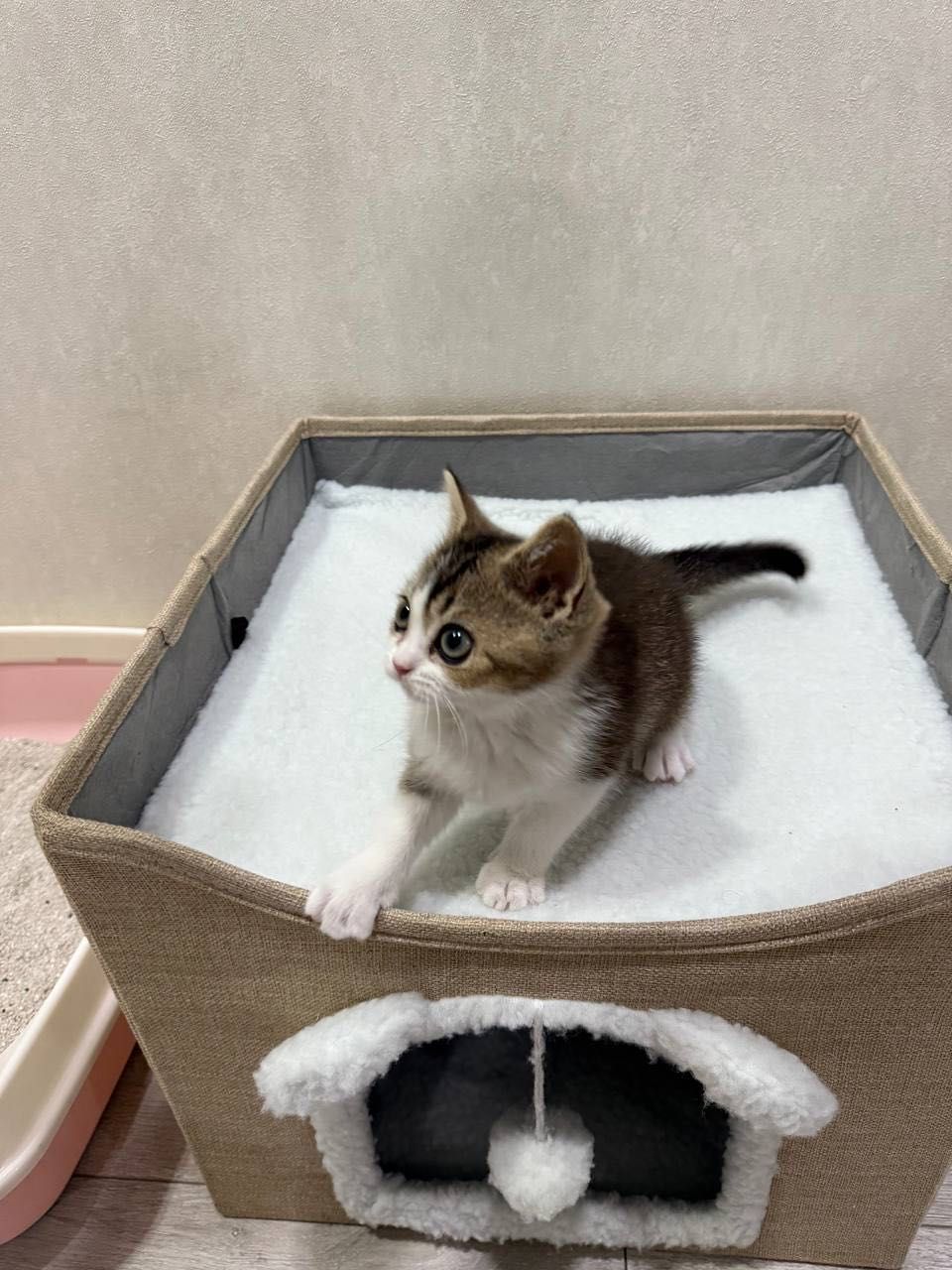 Продам породистых котят