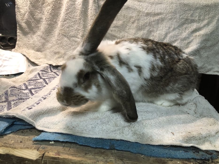 Iepuri de rasa urias german si berbec