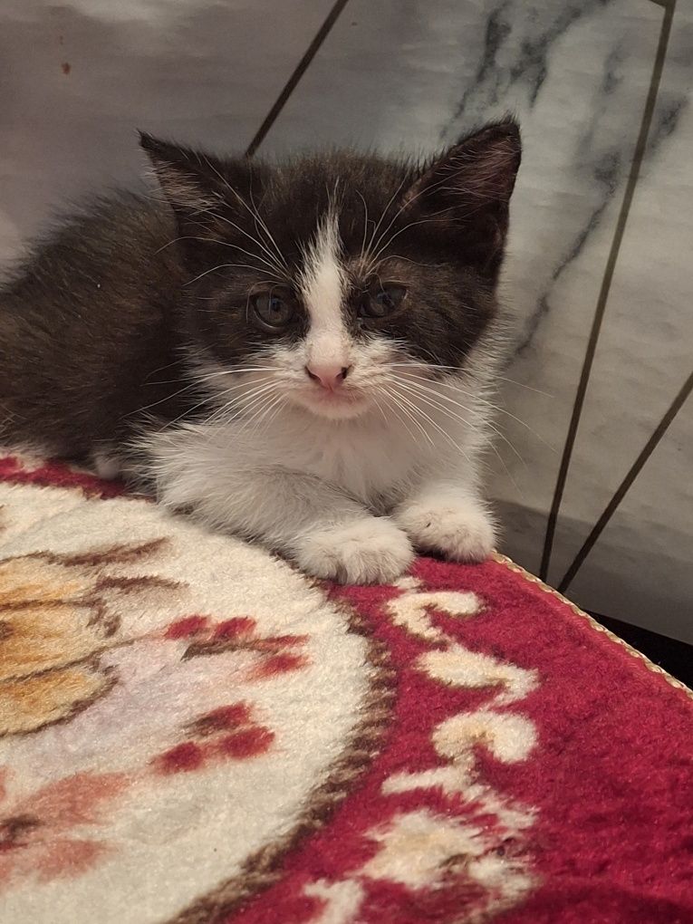Котёнок бесплатно