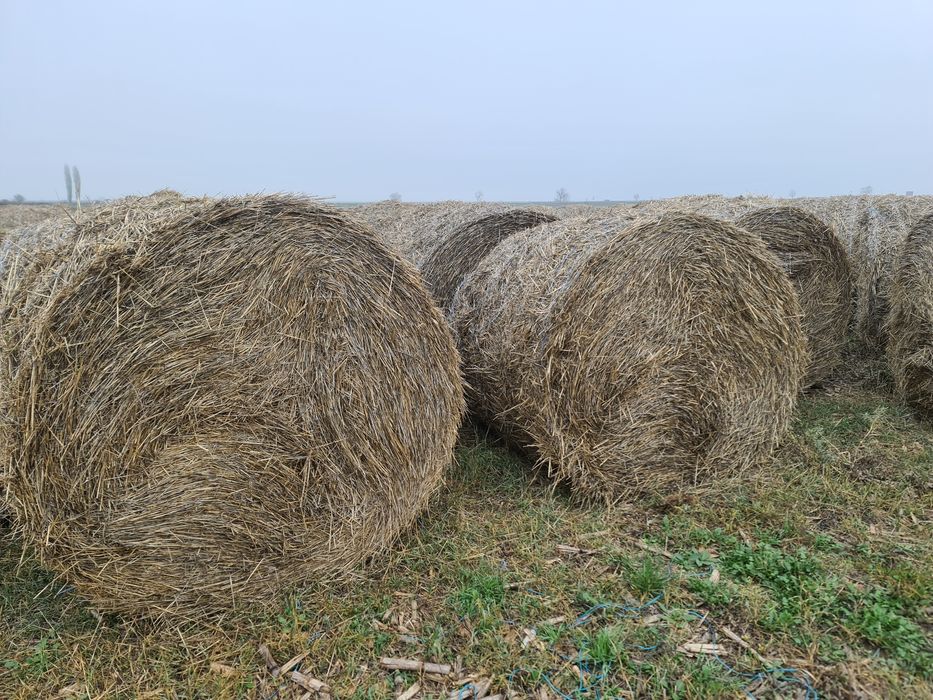Baloti Paie de grâu