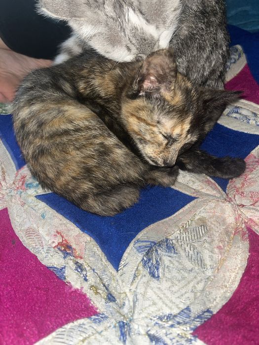 Котята отдам в добрые руки