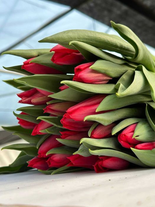 ПРОДАЖА/РАННЕЕ бронирование тюльпана на 8 МАРТА