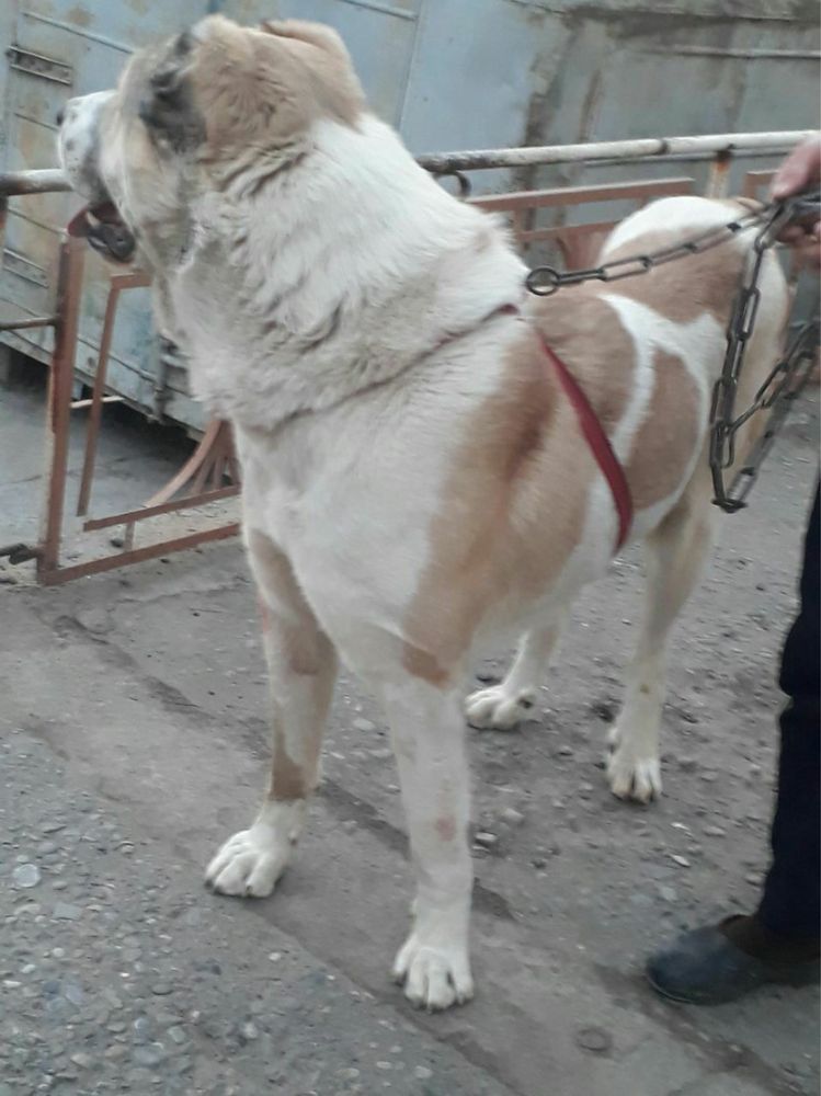 Alabay Zotdor kuchuk kerak