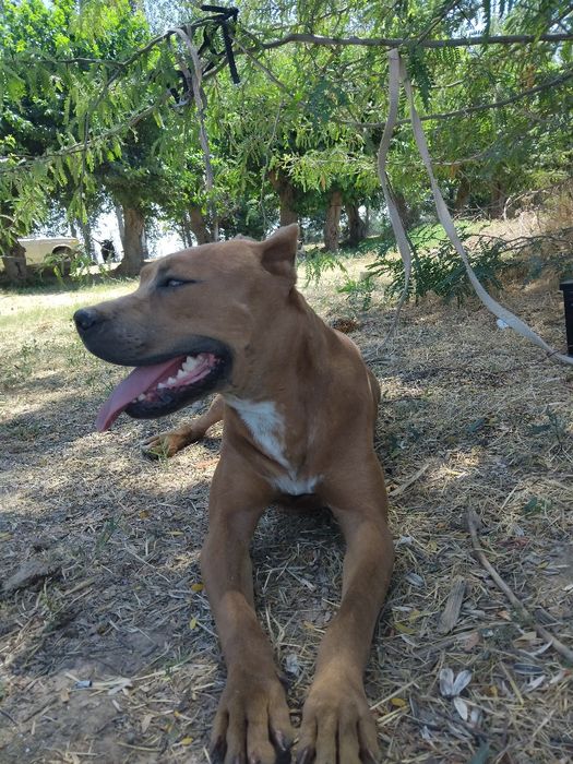 Pitbul bolalari 3 dona