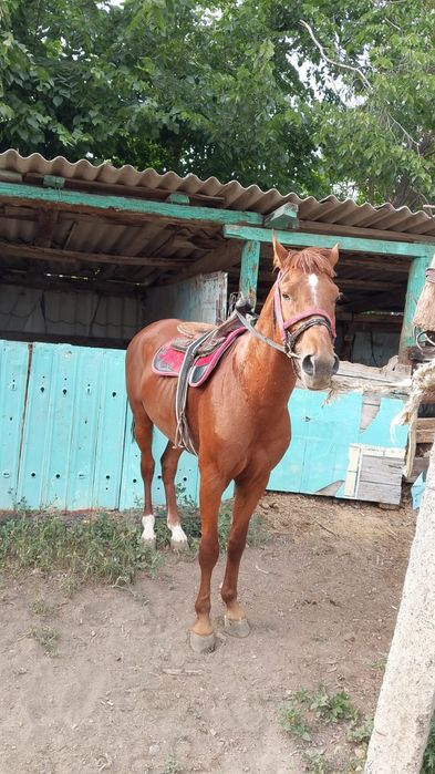 Бәйгеге шабатын Айғыр