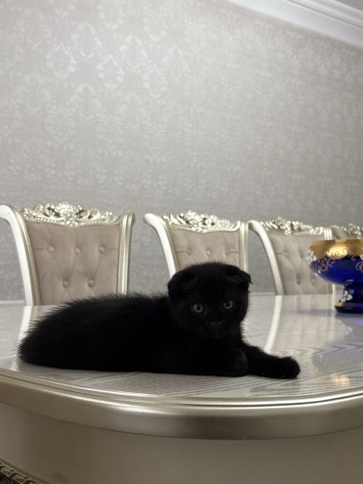 Продаются породистые котята скотиш фолд