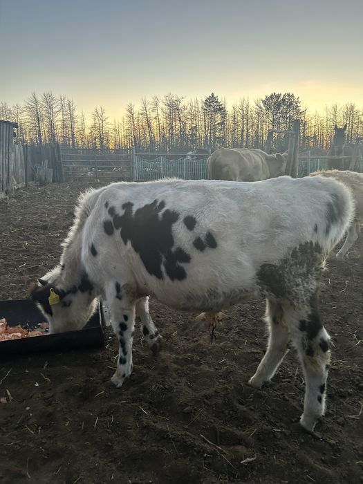 Продам бычка 9 месяцев