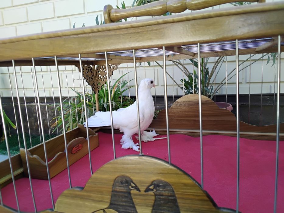 Кабутарлар голуби