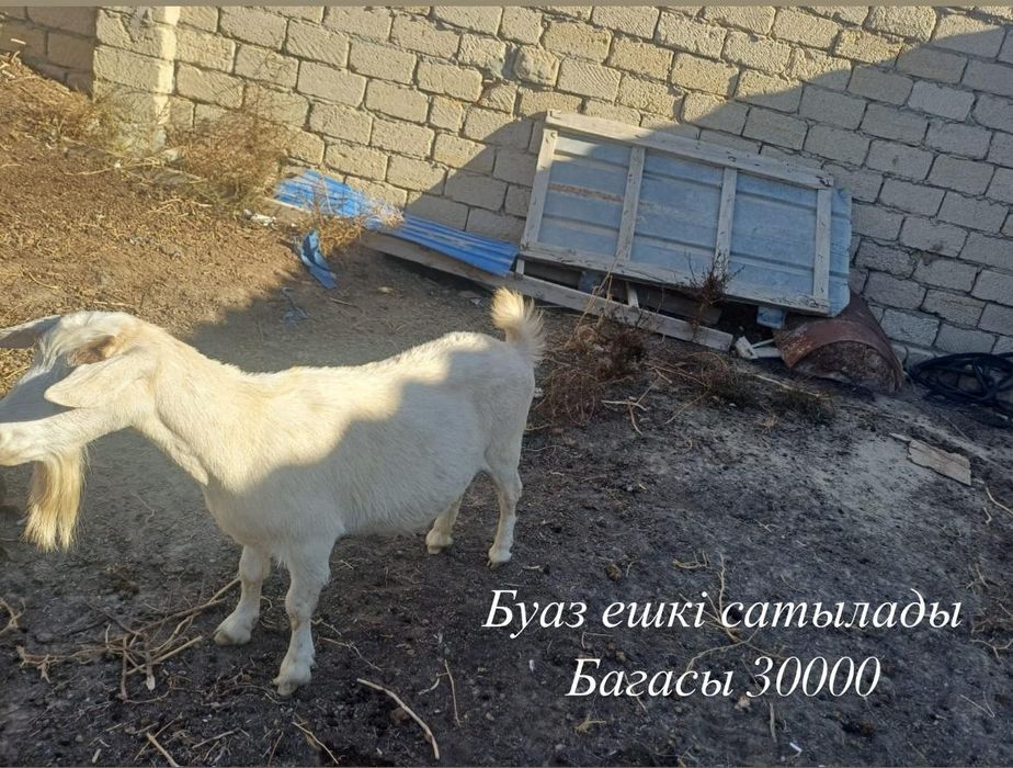 Ешкы буаз кора болмагасын сатып жатырмын