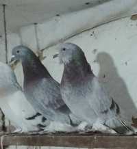 Пара голубей, породы Такла