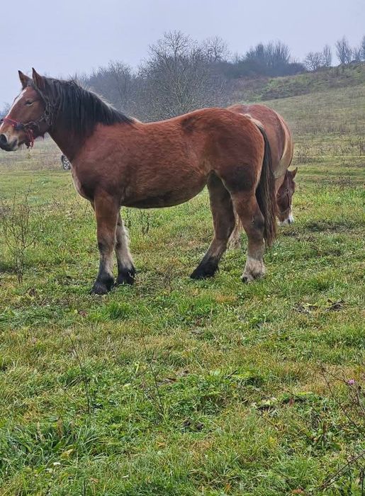Vând iapa gestanta și manza de un an jumate
