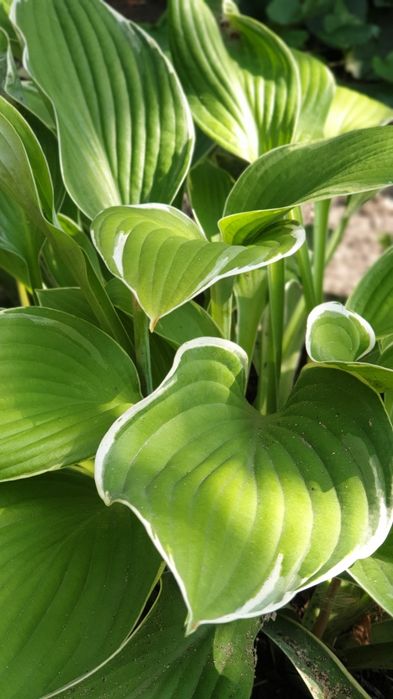 Продам  деленки хост.