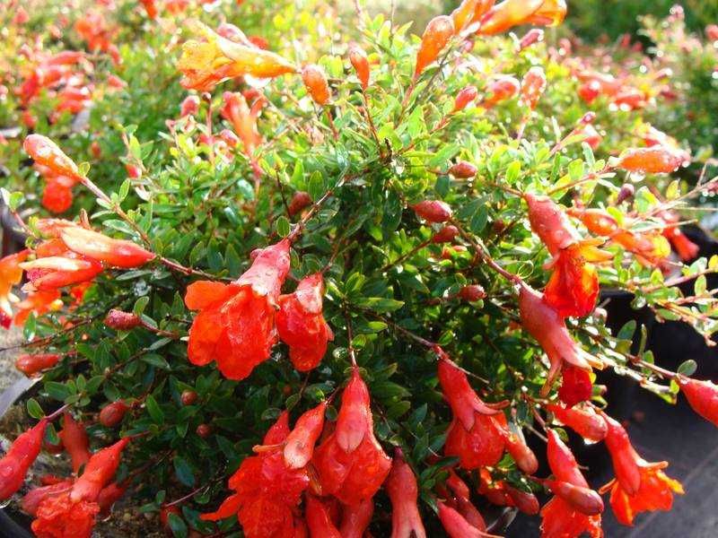 Мини НАР  - Punica Granatum Nana