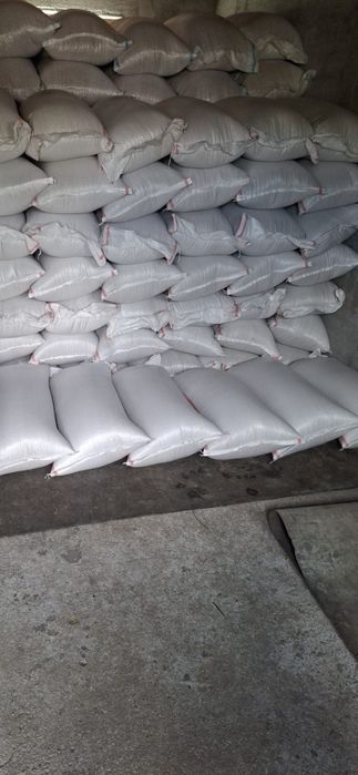 orzoaica de primăvara