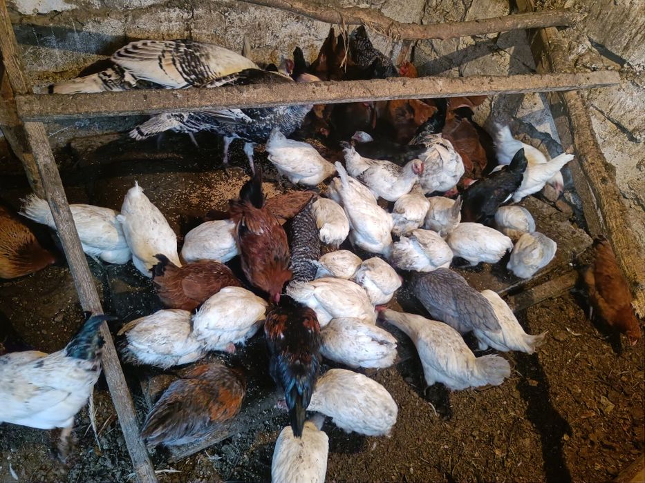 Продам кур несушек