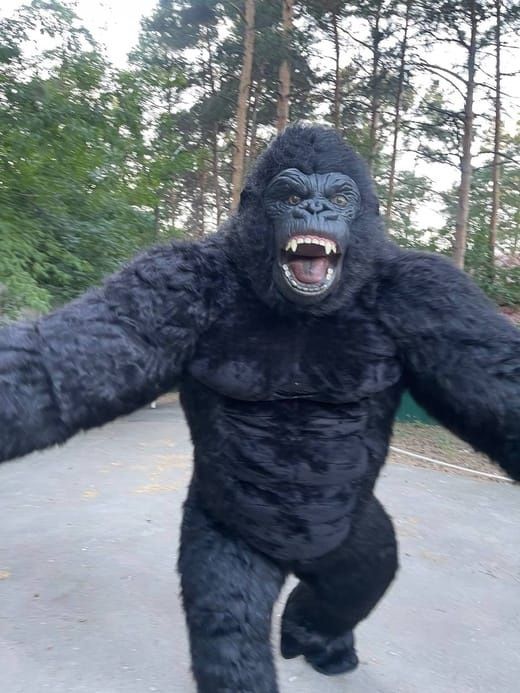 Аниматор/Горилла