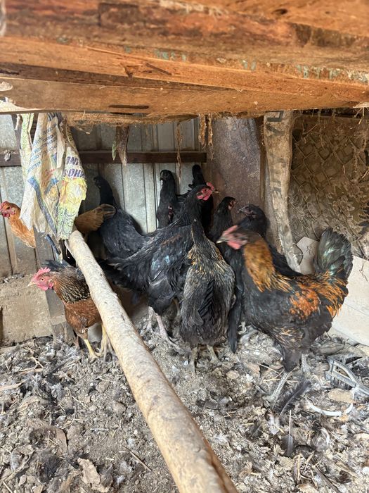 тауык сатылады жаксы тауыктар жетисай микоянда тур